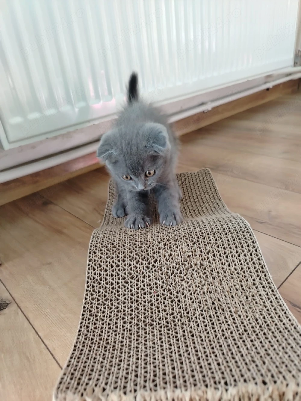 brithis scottish fold