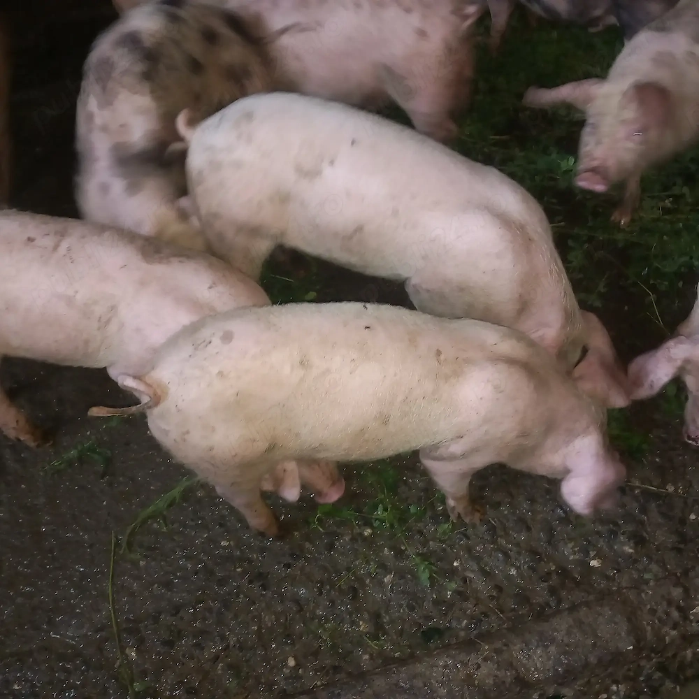 Purcei de vânzare  25 kg 