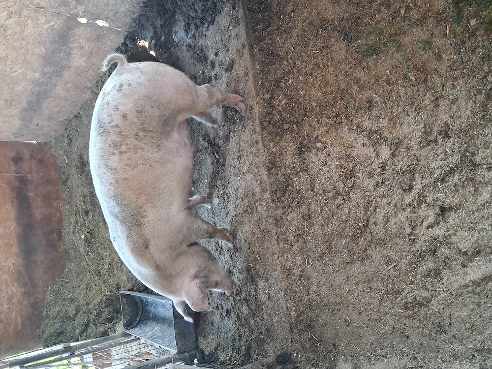 Porc rasa de carne 140 - 150 kg