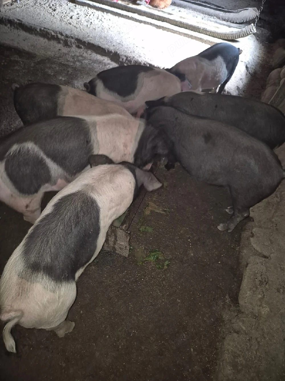 vând purcei de 16 săptămâni crescuți natural în propria gospodărie 