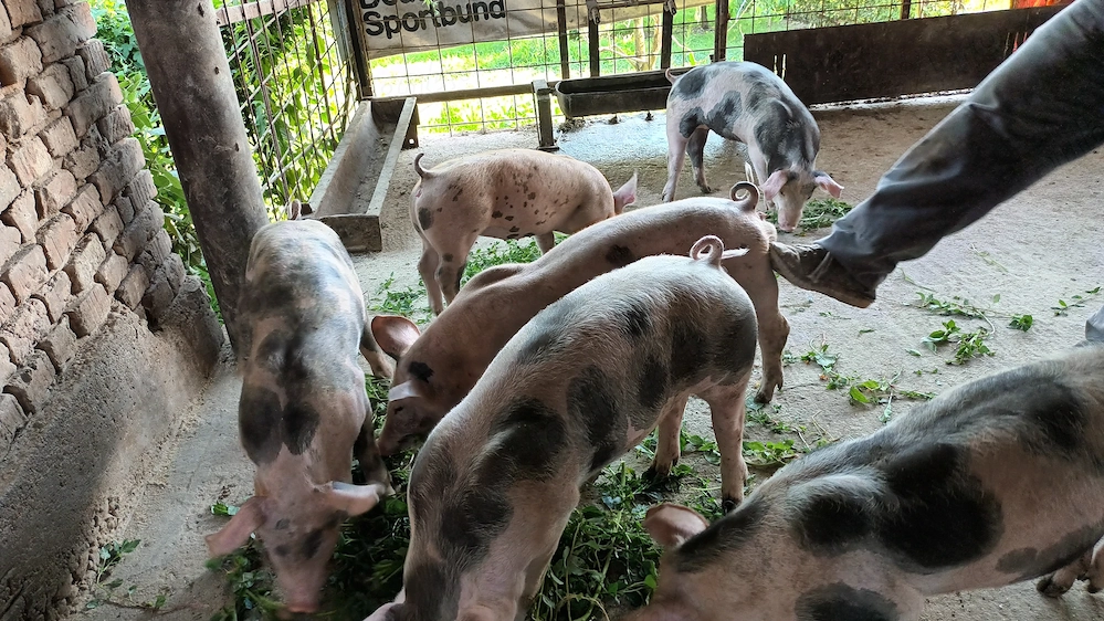 Vând purcei petran și duroc