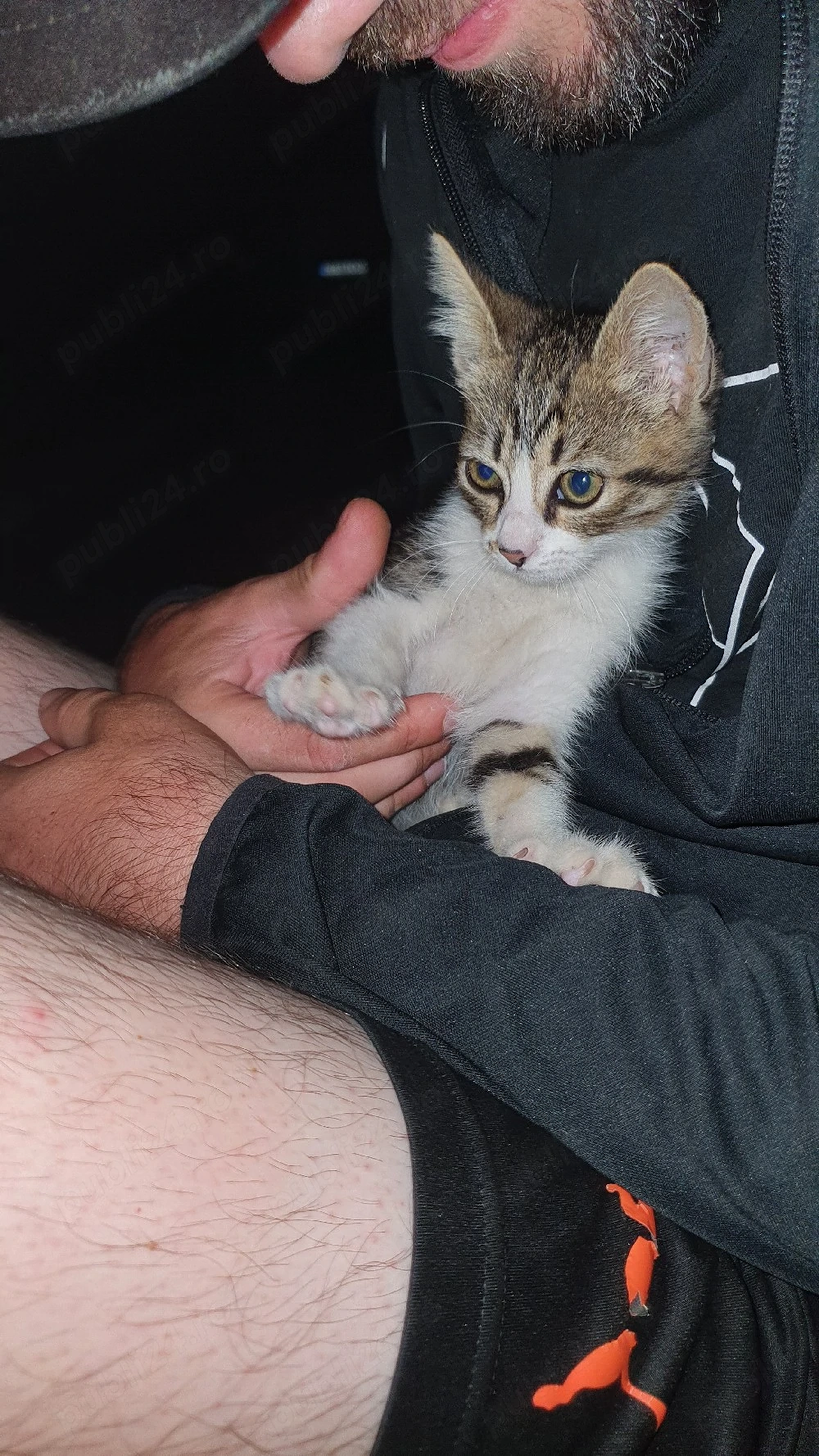 Adopție pisică , Techirghiol