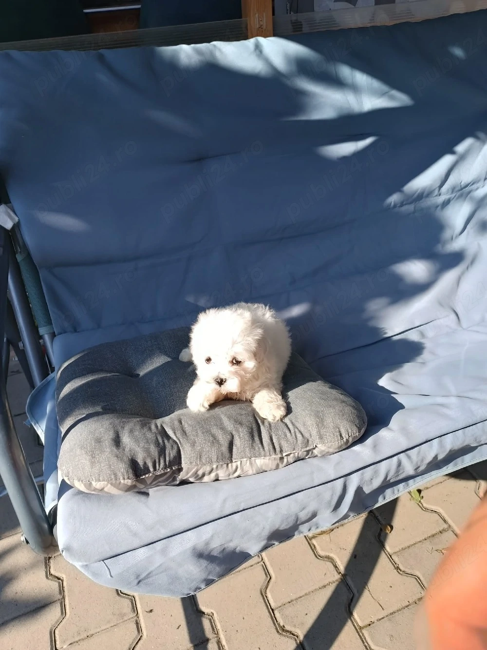 vînd bichon maltez talie mini 