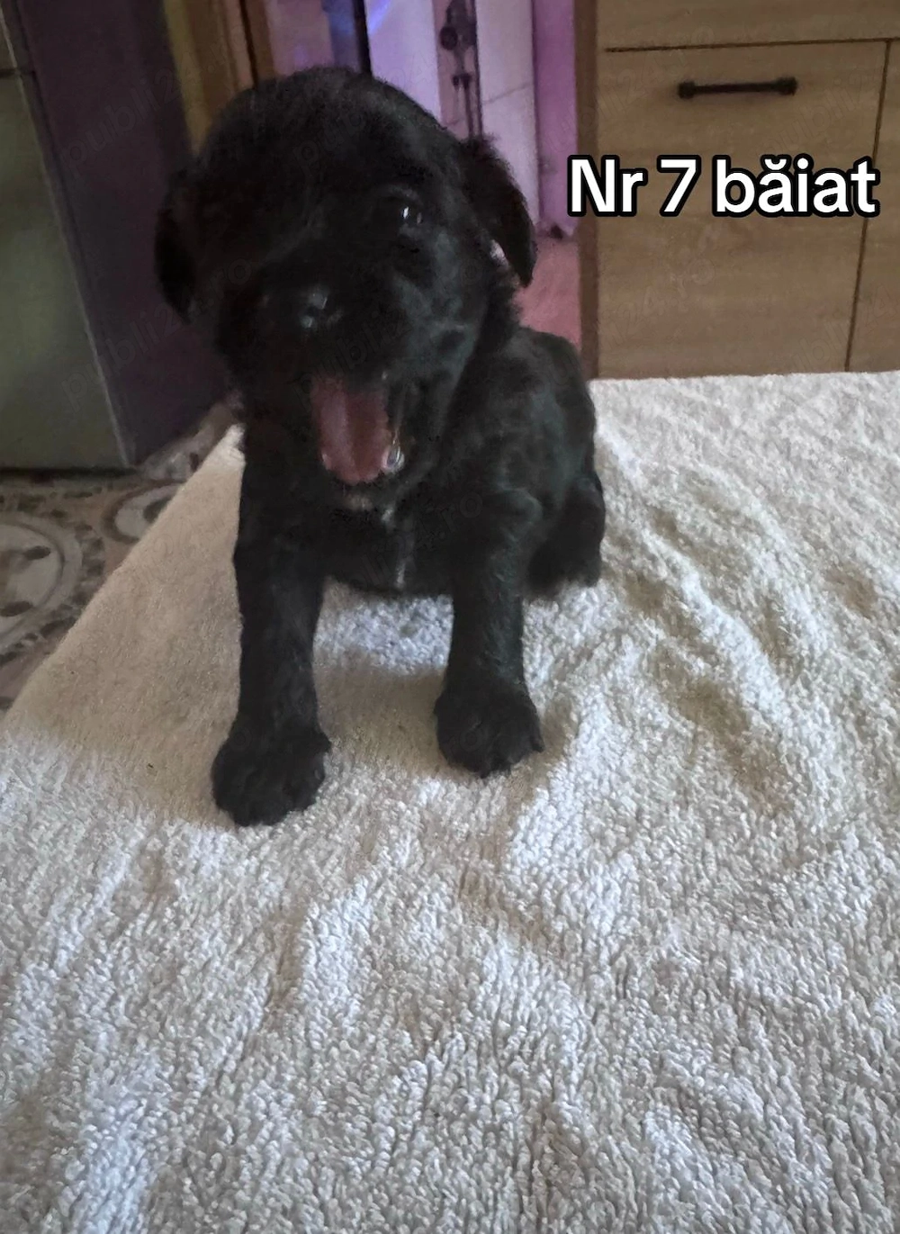 Bichoni maltez de vanzare 
