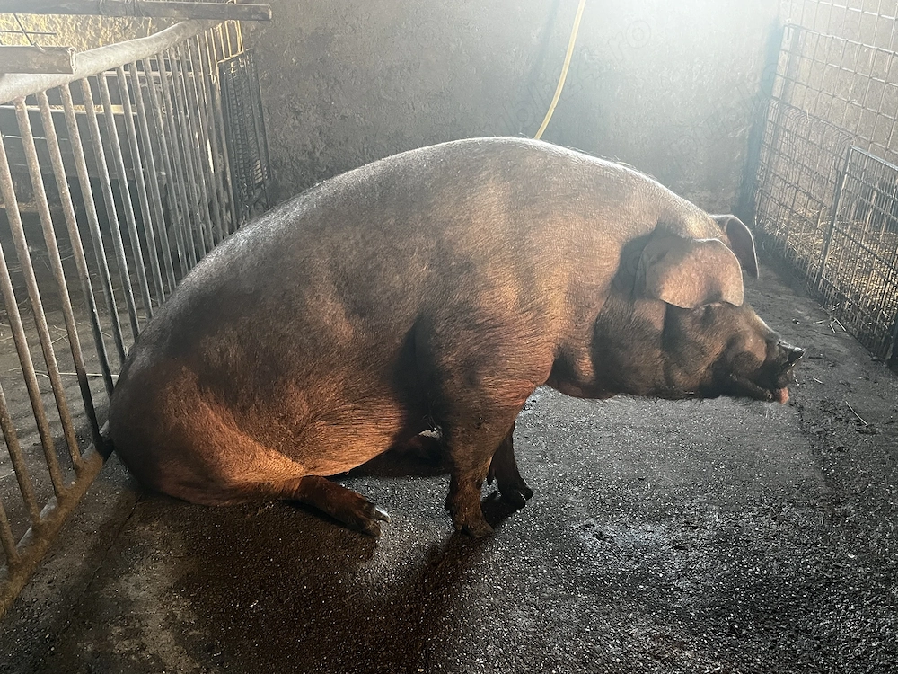 Scorafa de un an  duroc original gestanta in luna a 3 a 