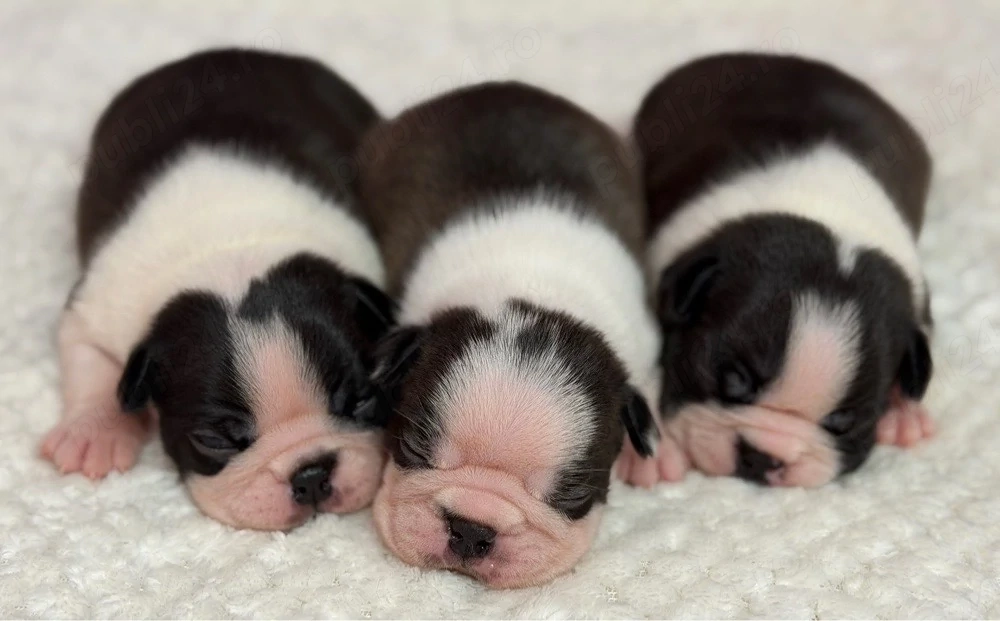 Disponibil Boston TERRIER.