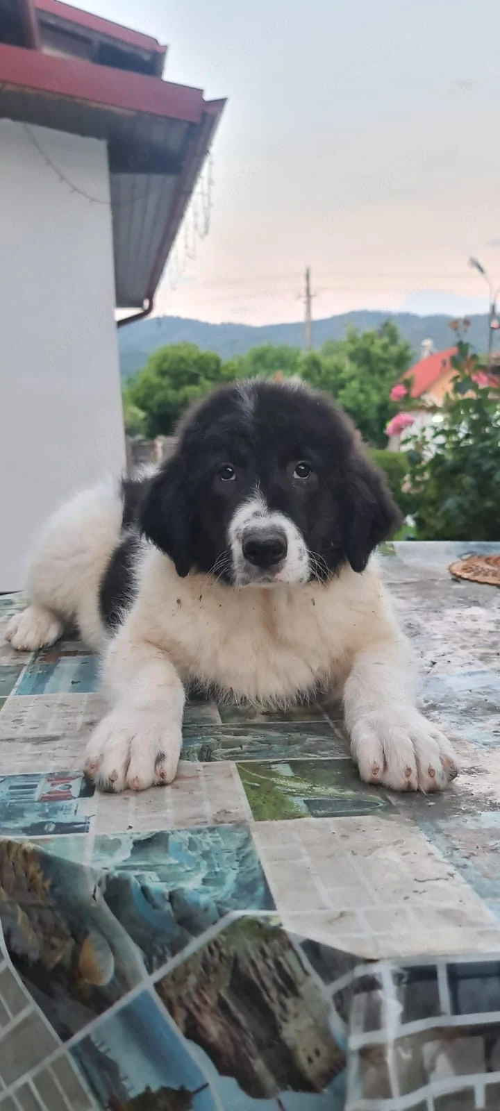 Ciobanesc de Bucovina
