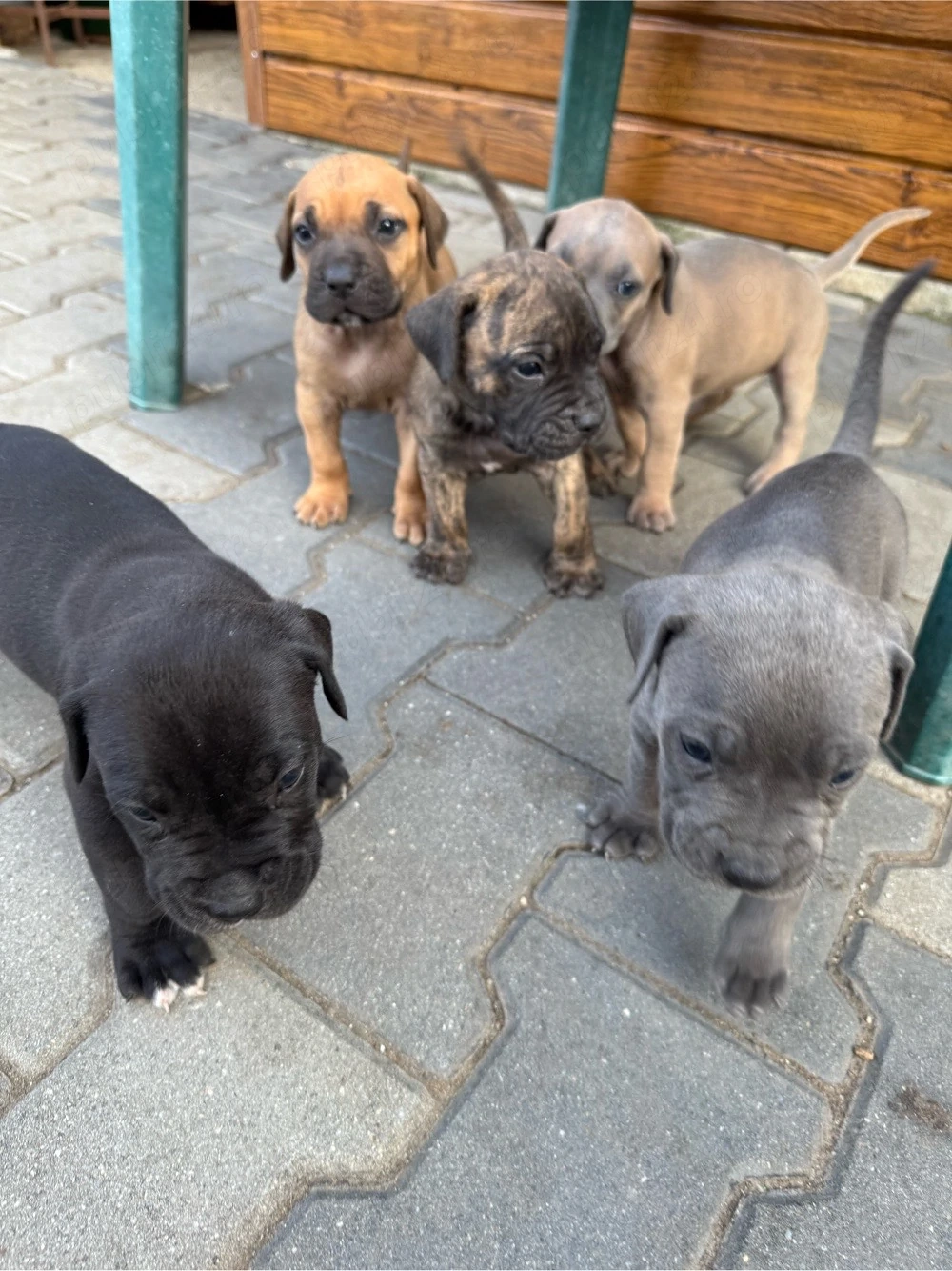 Pui Presa Canario