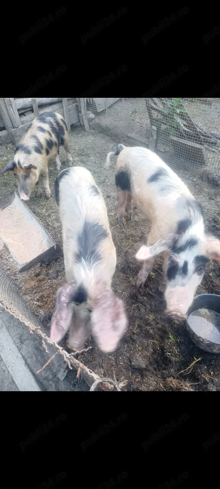 Schimb grăsuni cu cereale sau struguri pentru vin 
