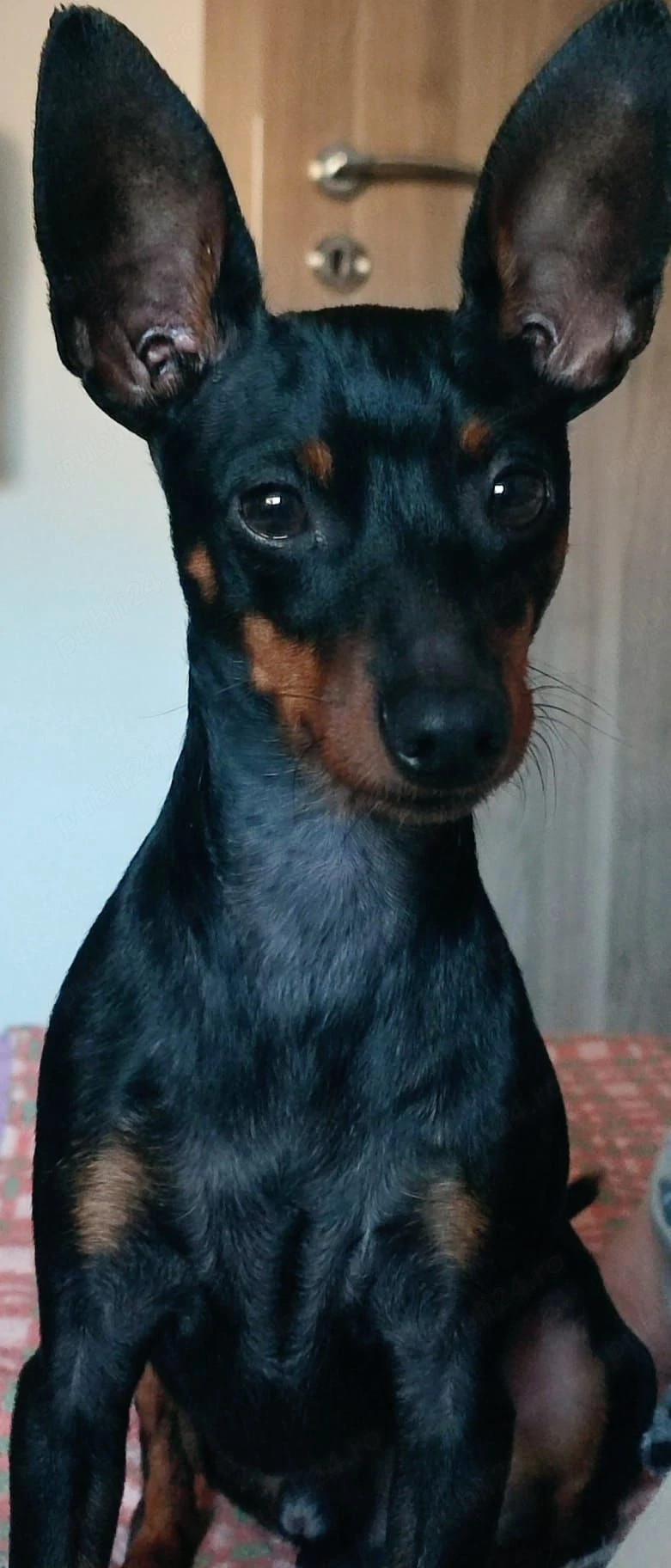  Doberman Pinscher Pitic