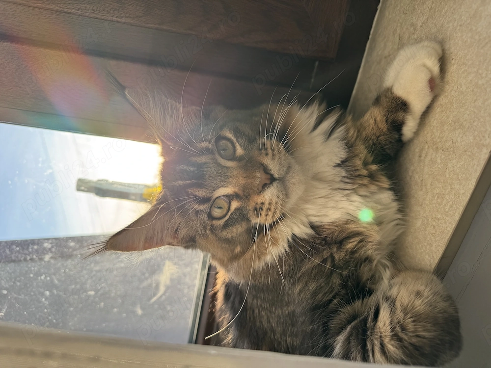 Maine Coon mascul in vârstă de 1 an 2 luni 