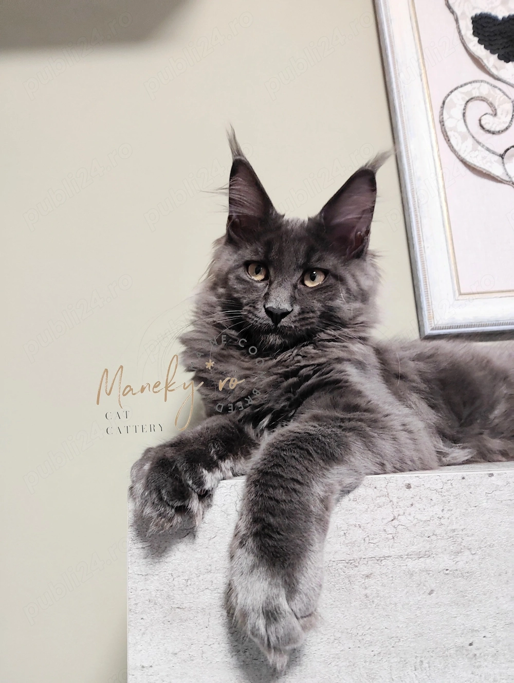 Pui Maine Coon  ,  Pedigree   WCF