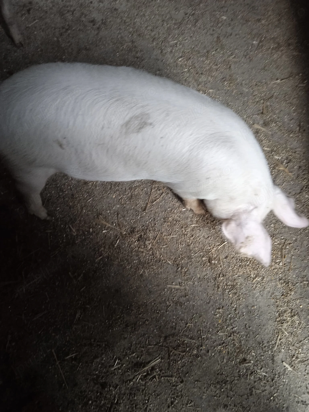 Purcei de 3 luni de vânzare 5 bucati