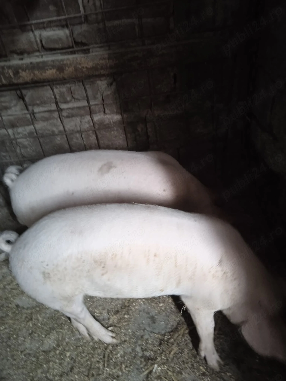 Purcei de 3 luni, 500 ron bucata