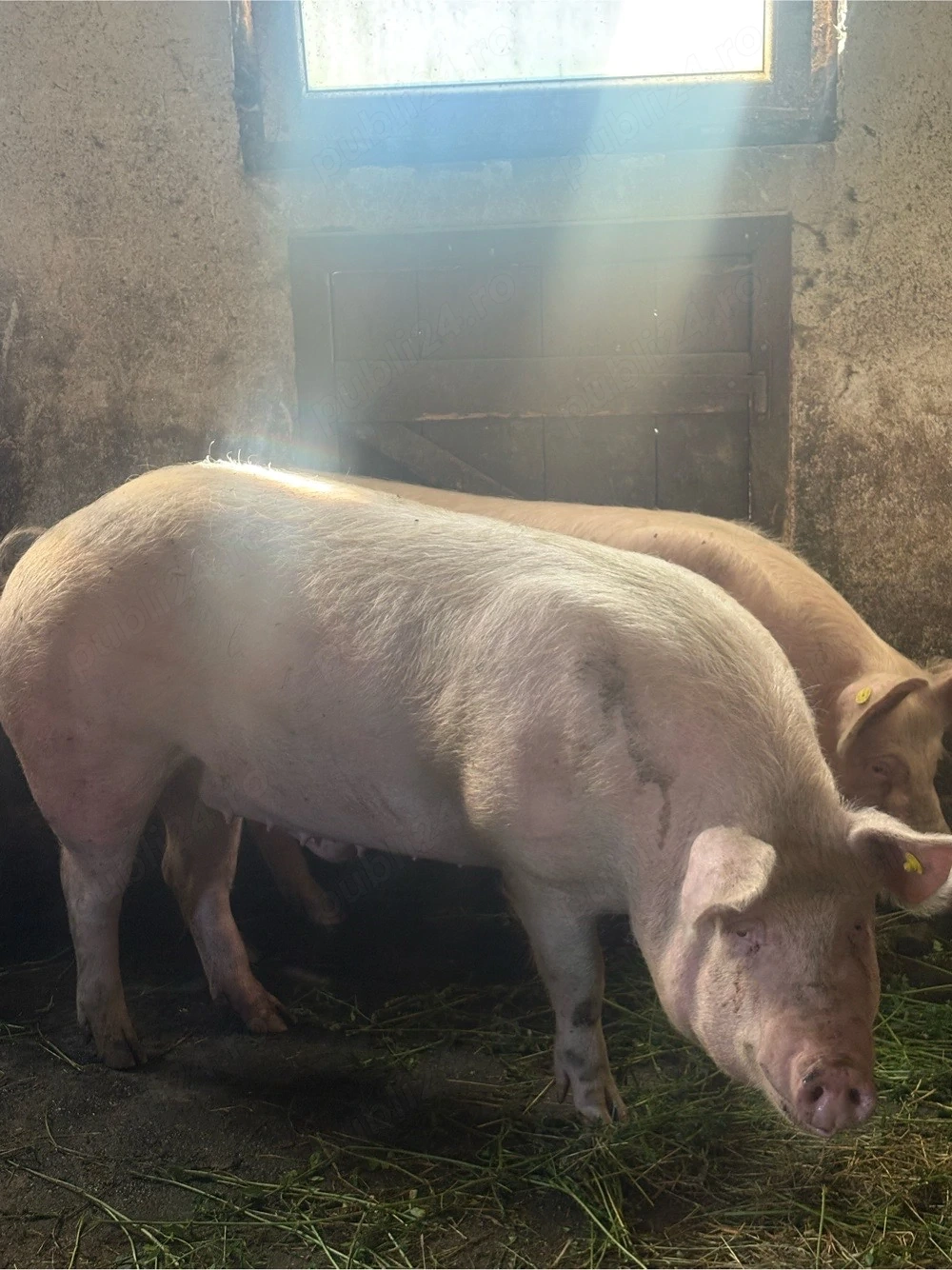 Porci de vânzare 