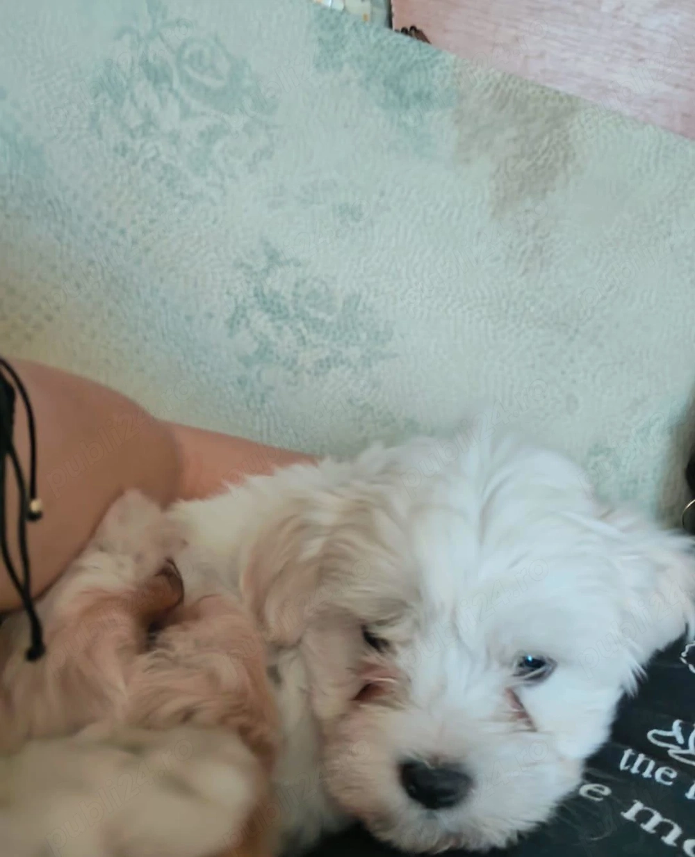 Vand catei bichon