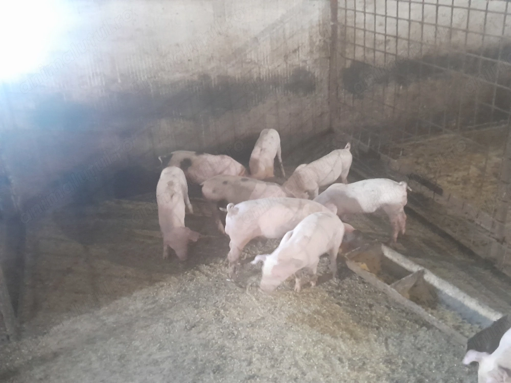 Purcei 6 saptamani schimb cu cereale