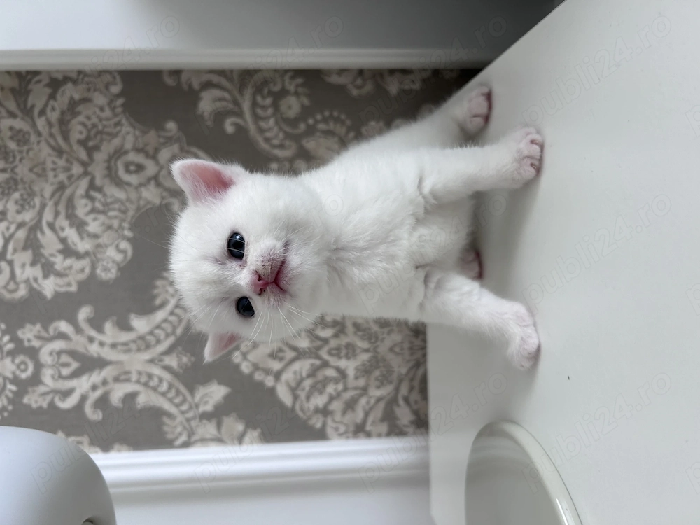 Băiețel british shorthaire 
