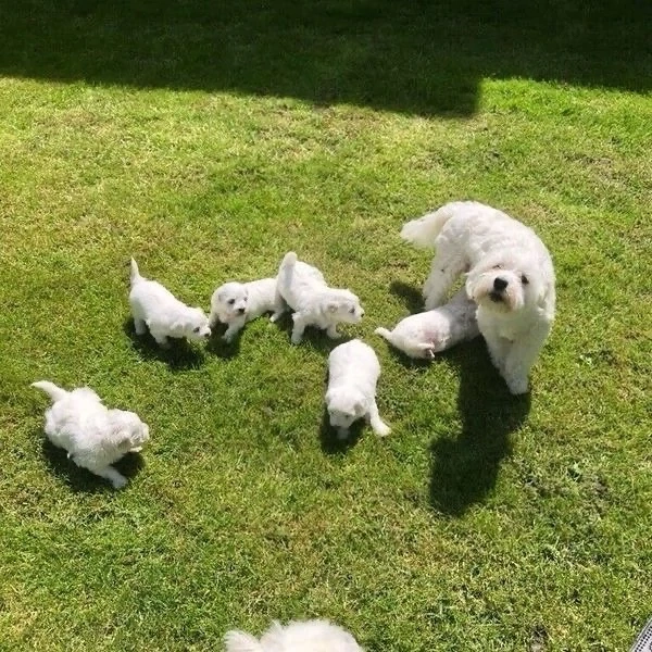 Bichon maltez mini toy