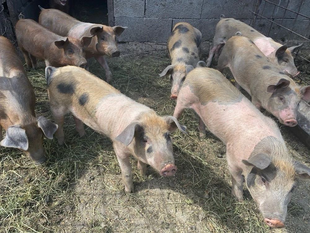 vand 8 purcei de 12 săptamâni