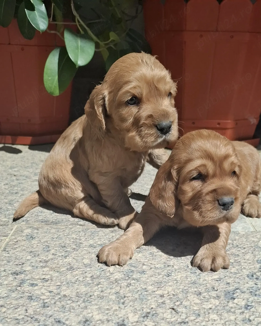 Pui cocker spaniel 