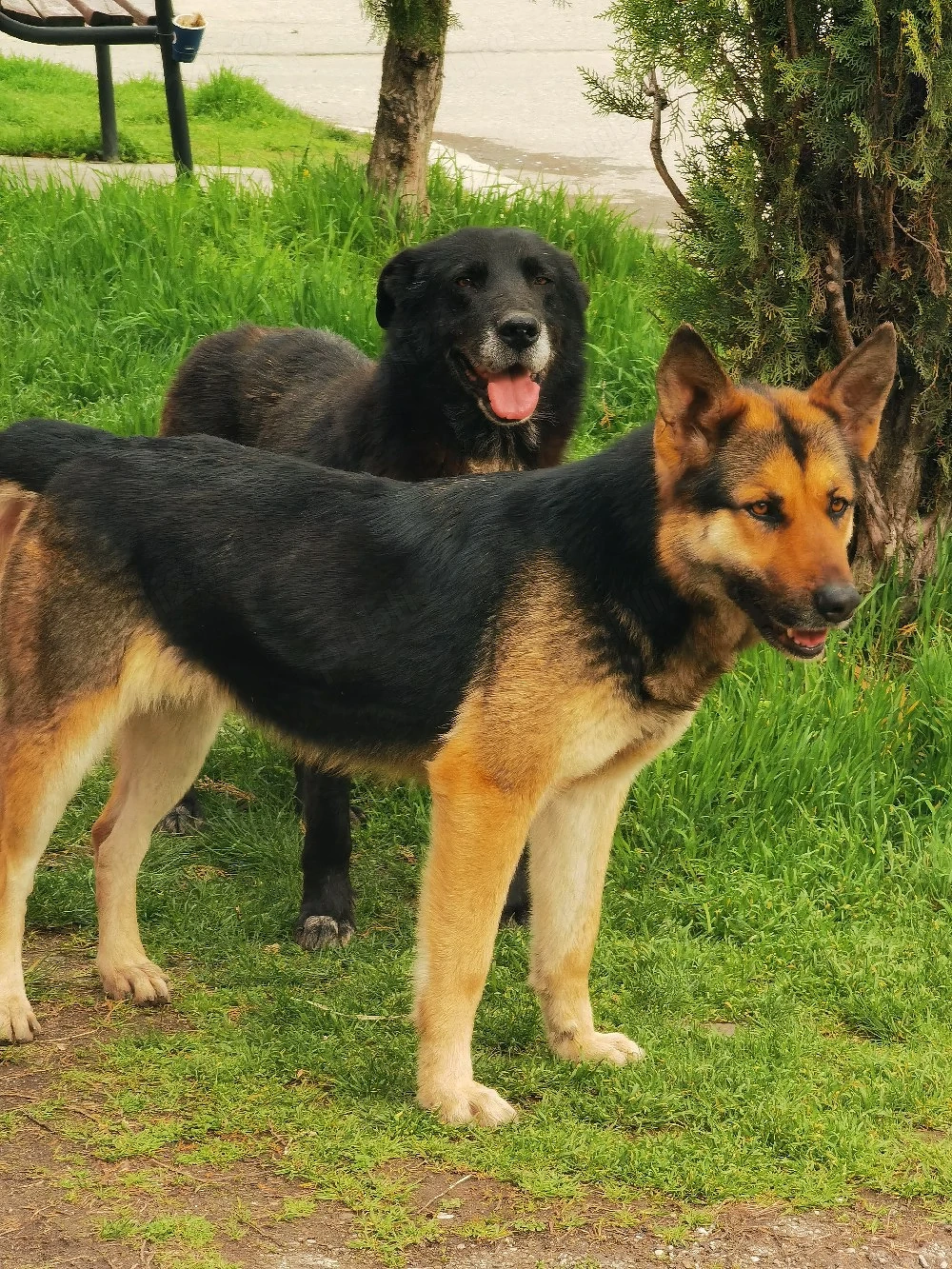 Ofer spre adopție pui de câine lup!