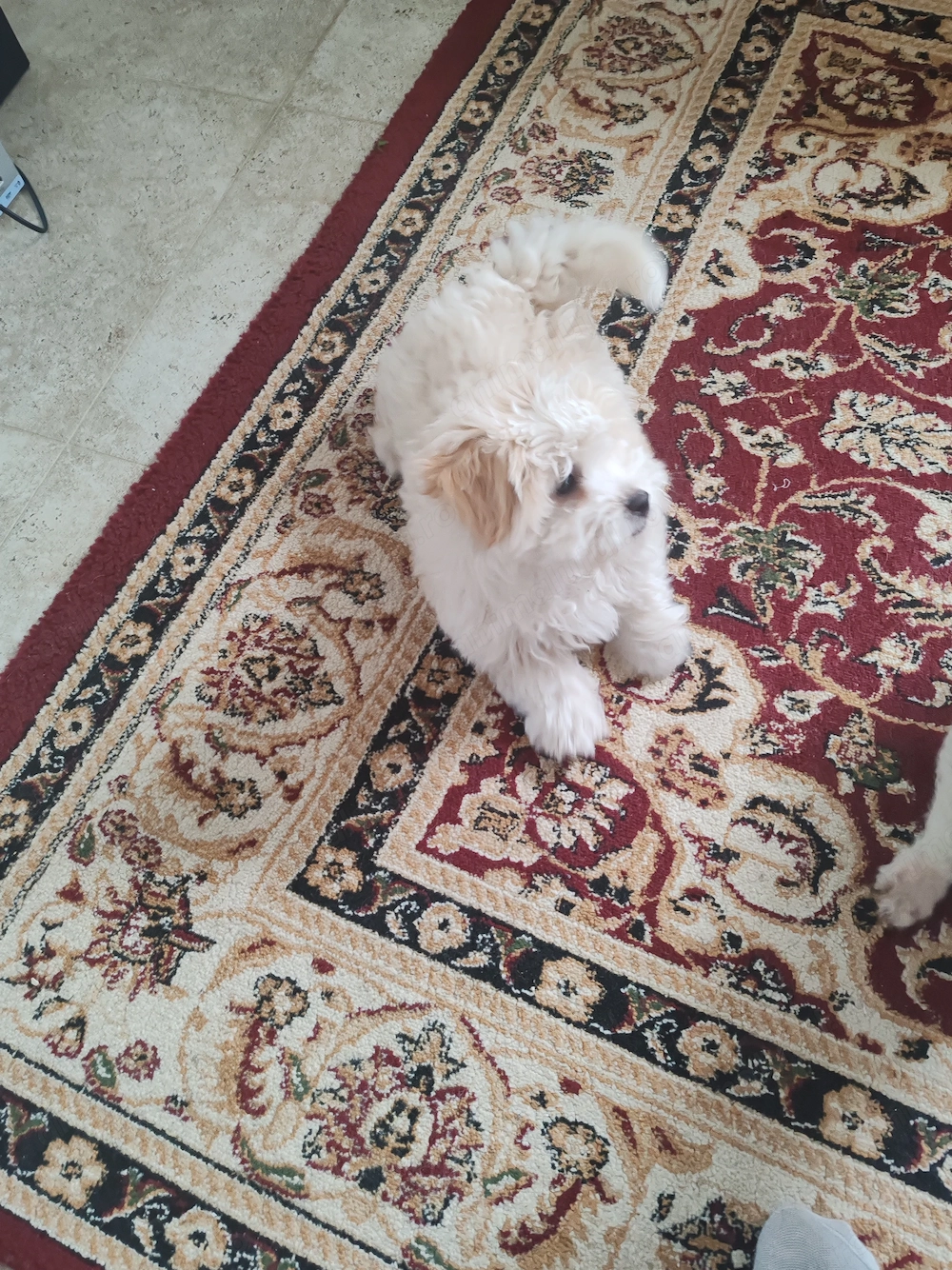 Cățel bichon