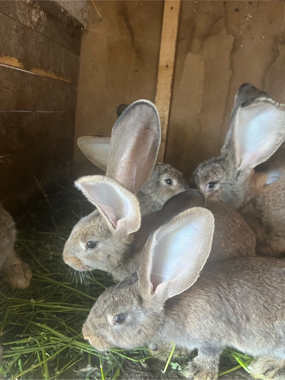 Disponibili spre vânzare pui de Uriaș German, în vârstă de 2 luni. Preț: