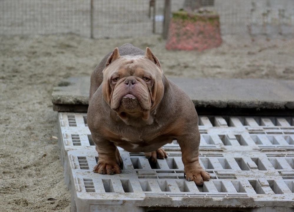 Vând mascul American Bully