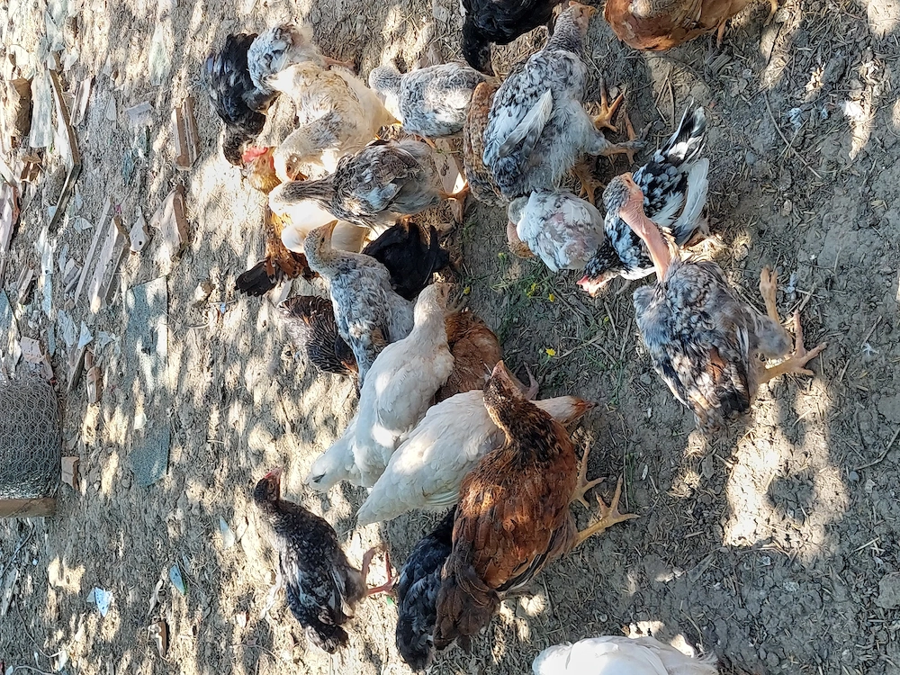 Pui de gaină 
