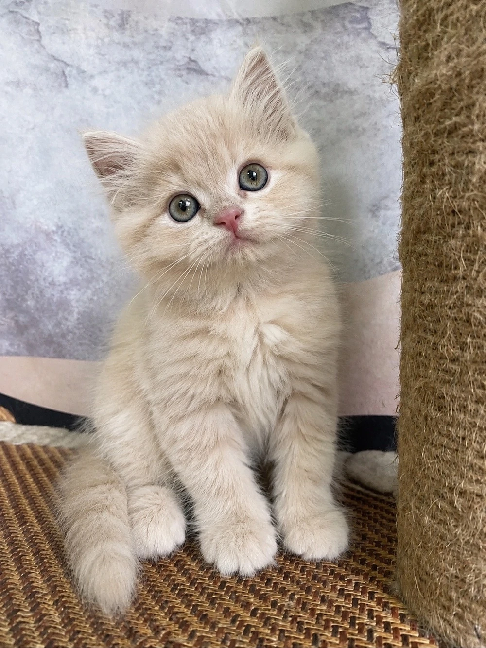british shorthair crem