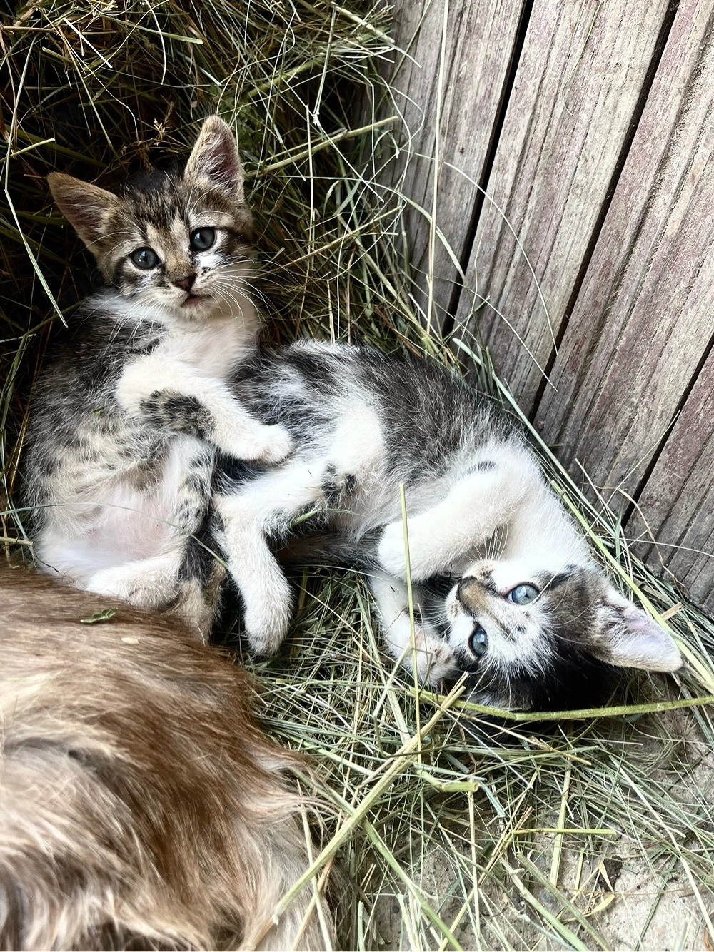 Dau spre adoptie 2 puiuti de pisica(fetite).
