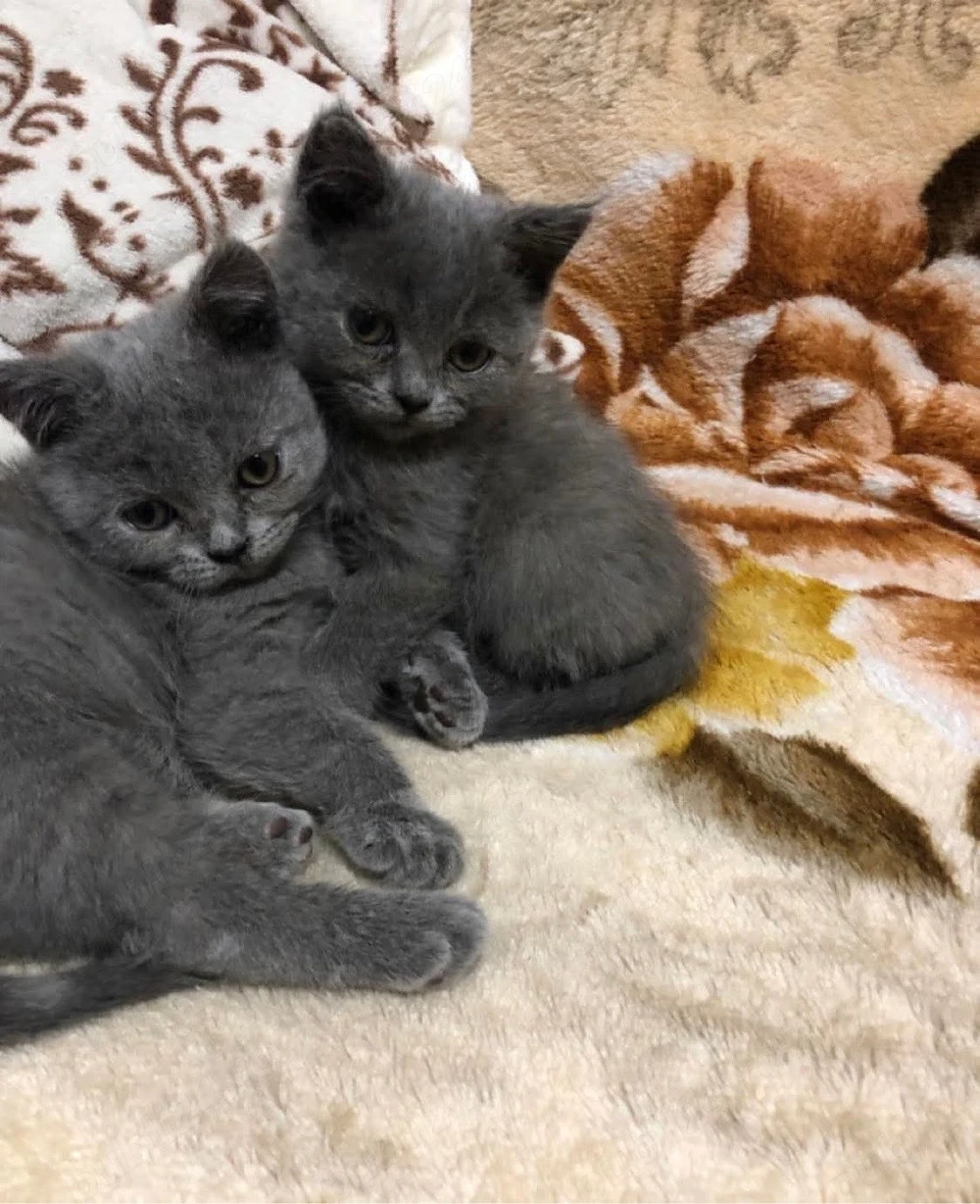 british shorthair blue