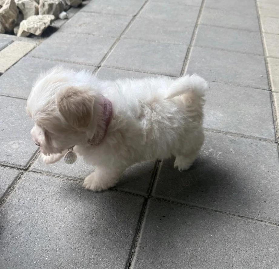 Pui bichon disponibili