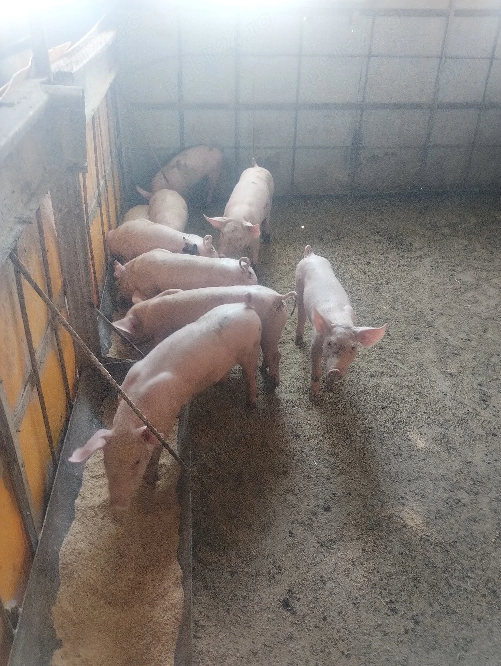 purcei vârsta 2 luni pret 500 lei