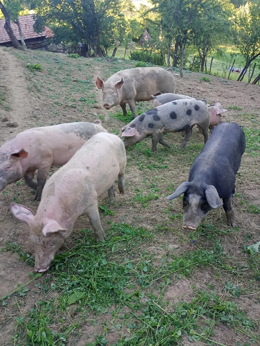 vand purcei de 4 luni( )
