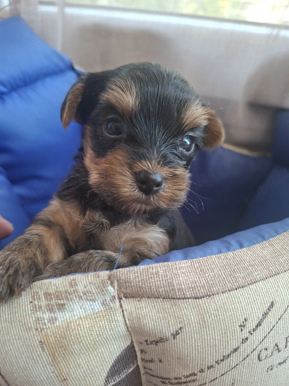 cațeluși yorkshire terrier