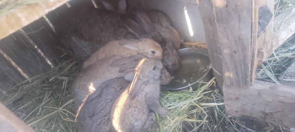 iepuri cu mama lor de doua zeci de zile