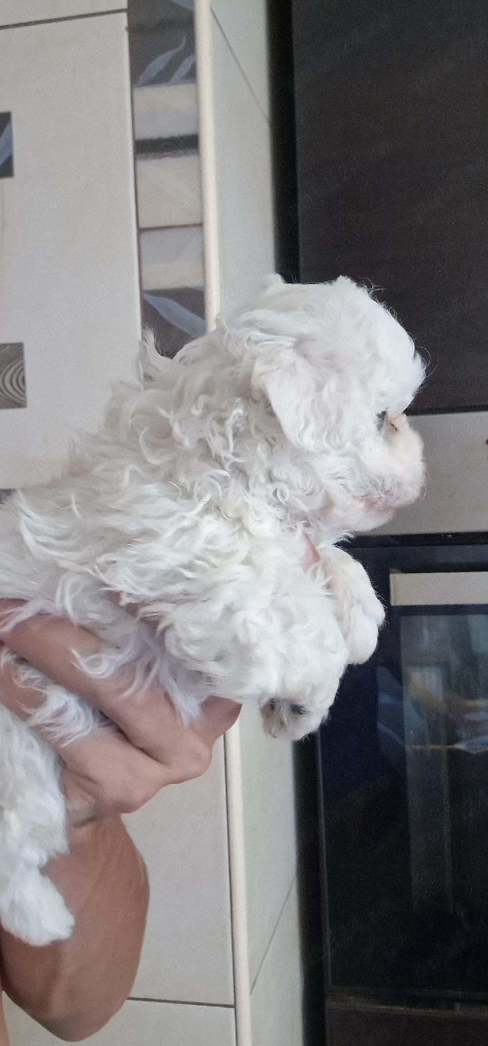Fetita si baiat Bichon Maltese 