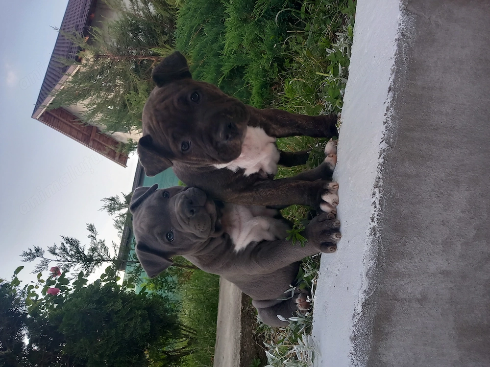Pui Amstaff de vânzare