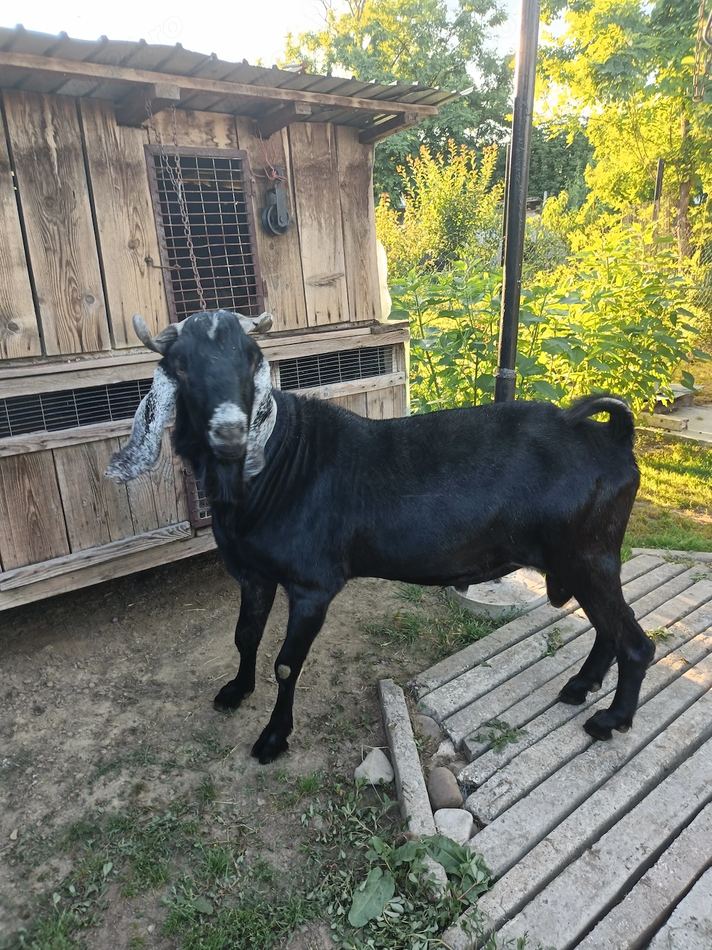 Vând doi Țapi Anglonubieni in vârsta de 2 ani.
