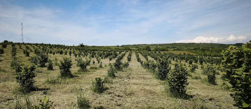 Plantatie Alun 2,9 ha