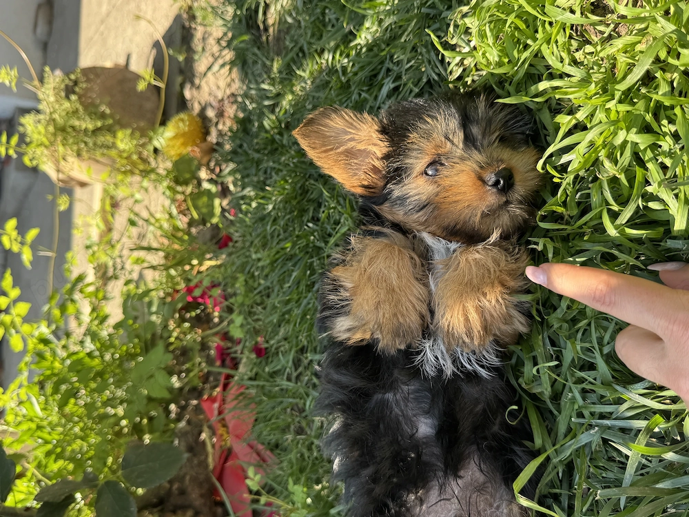 Vand catelusi Yorkshire Terrier!