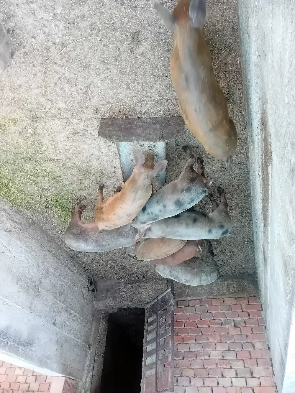 Purcei de vanzare.