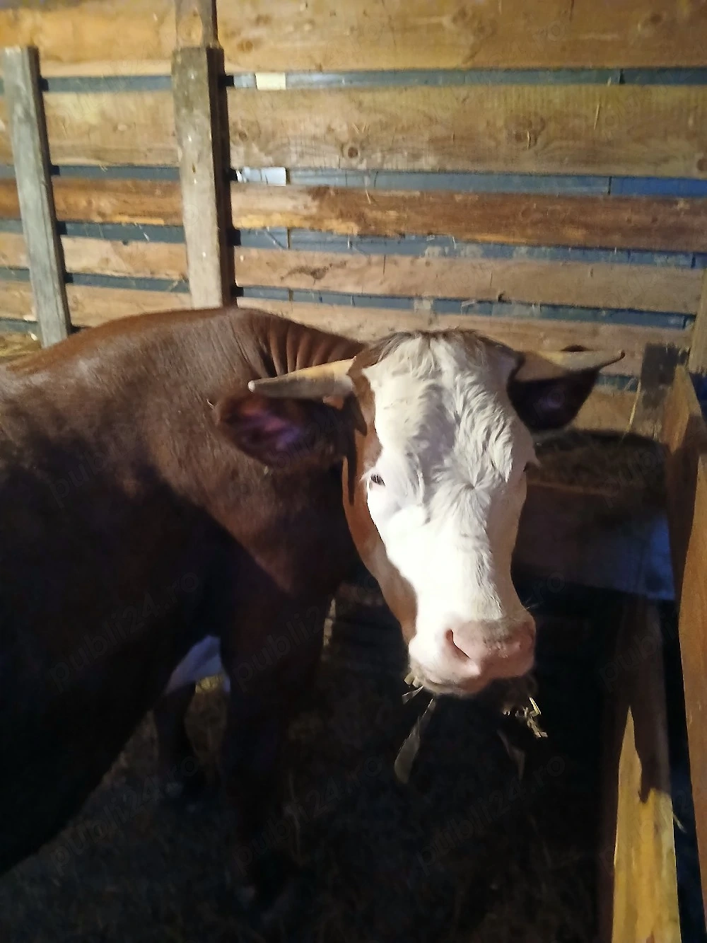 vaca de vanzare de2 ani si un tauras de11 luni