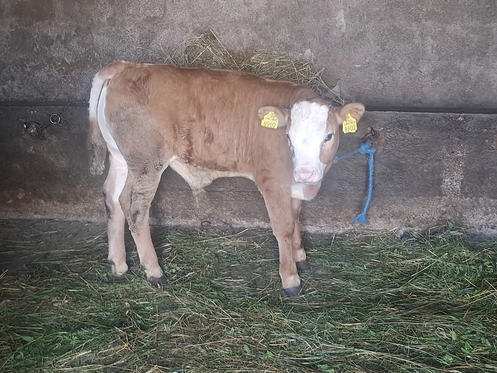 Vând vițel 2 luni 3500 de lei TELEFON  