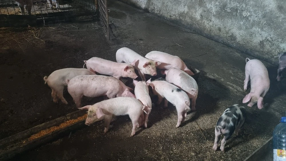 vând 10 purcei.