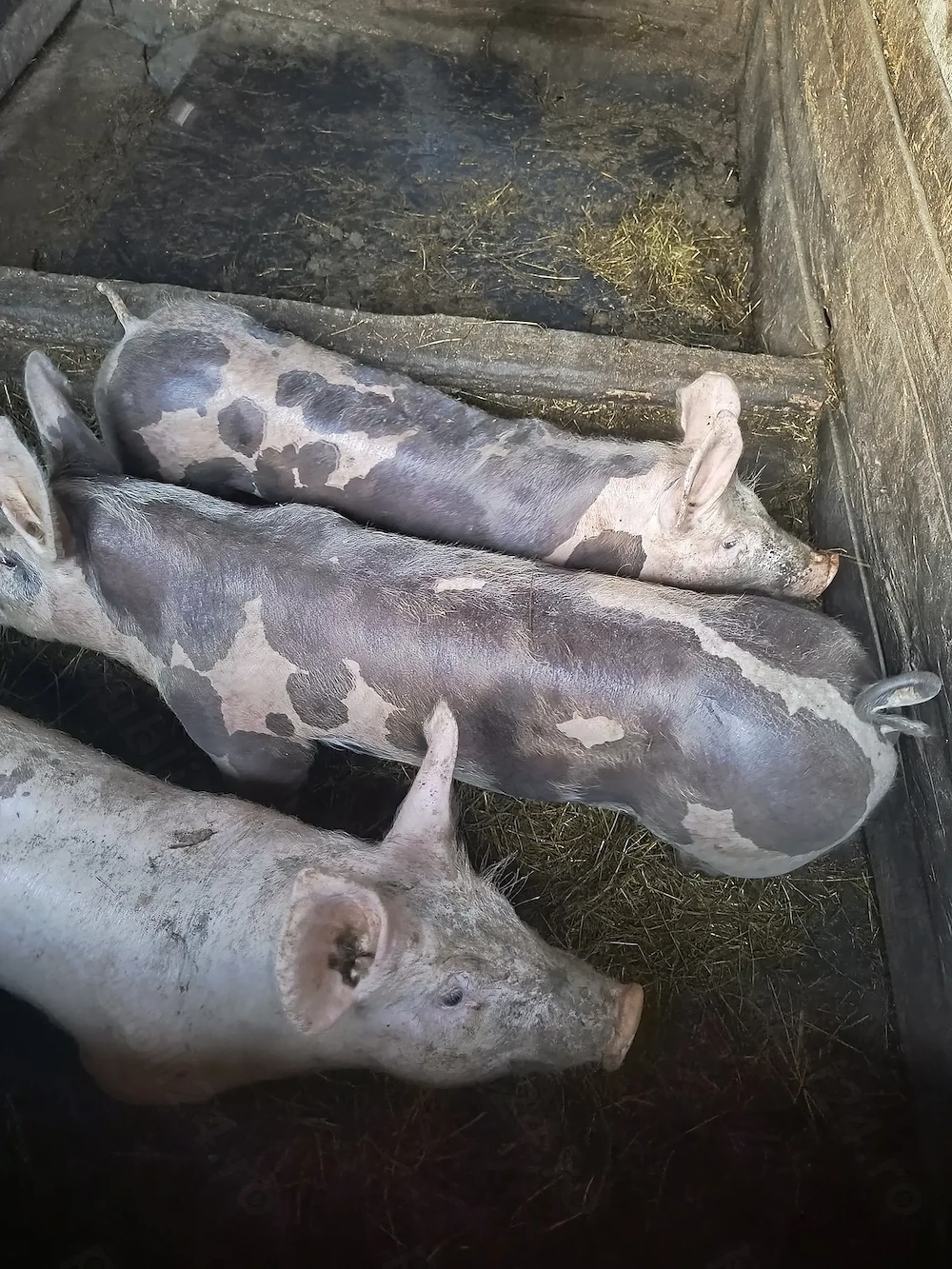 Vând grăsuni pietrain belgian vârstă 3 luni