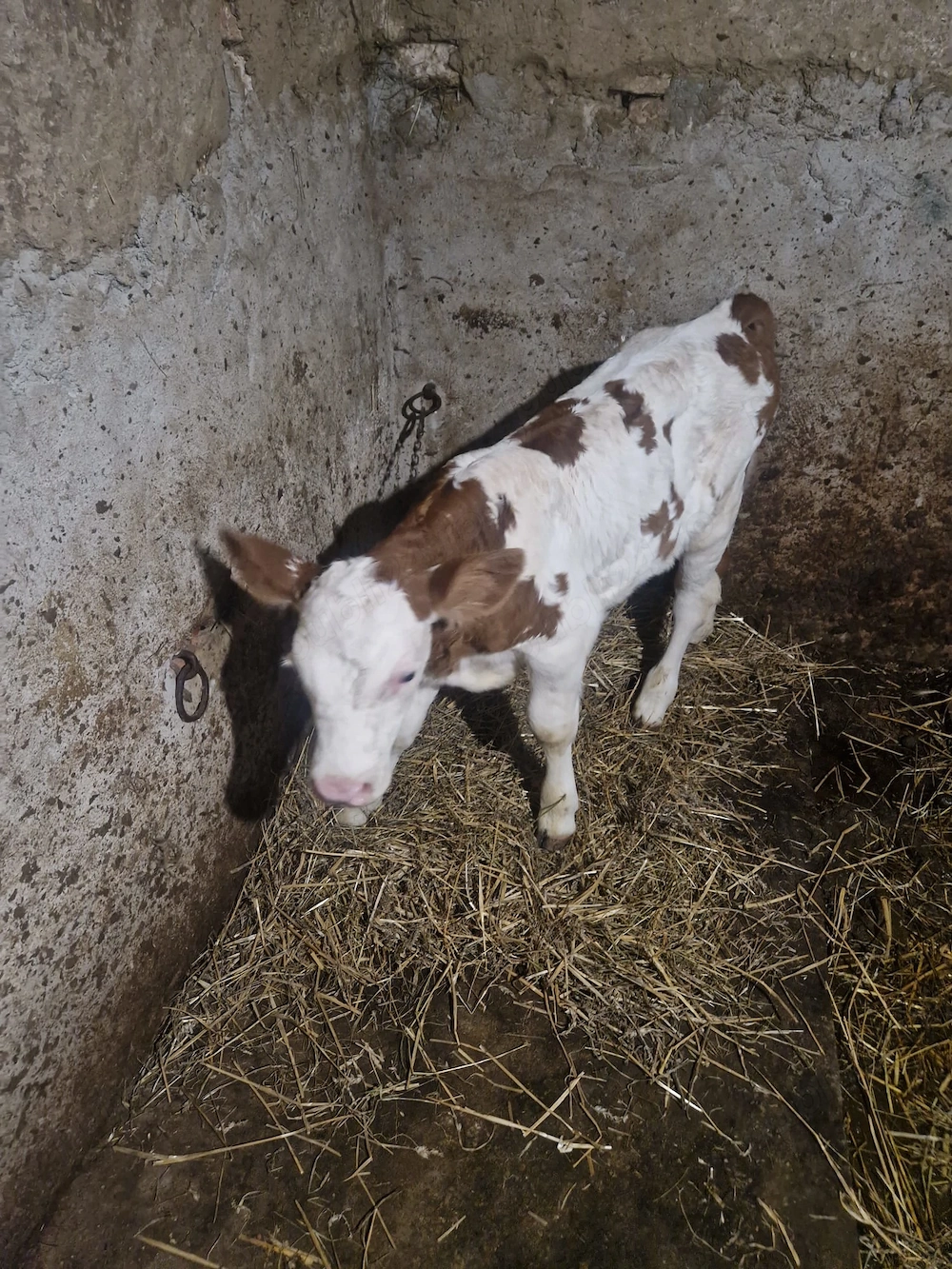 Vând o vitea frumoasă de 2 săptămâni jumate 