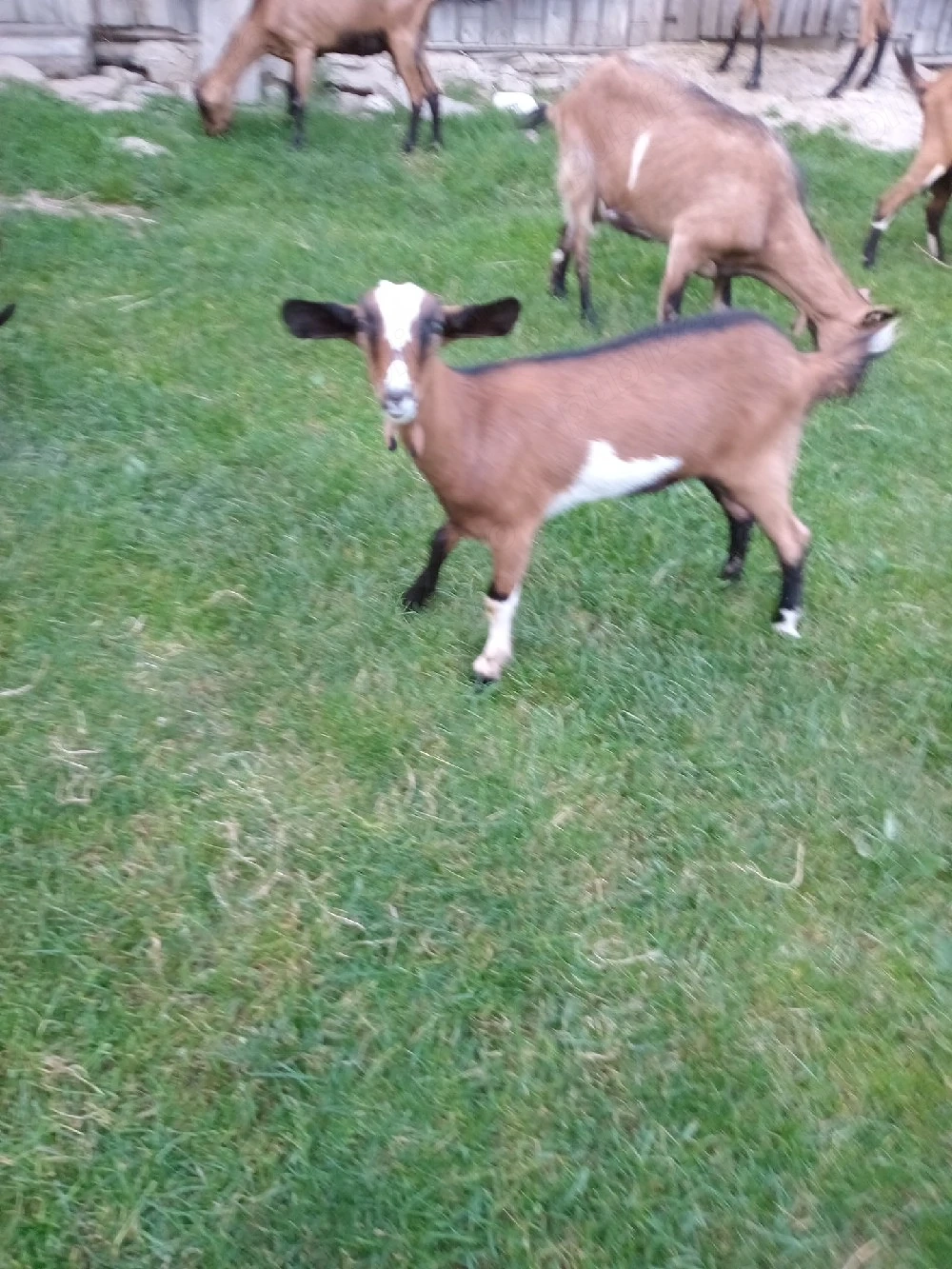 Vând ieduta alpina franceza 